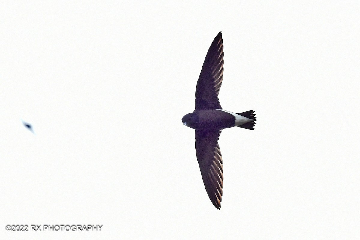 Brown-backed Needletail - ML475662591