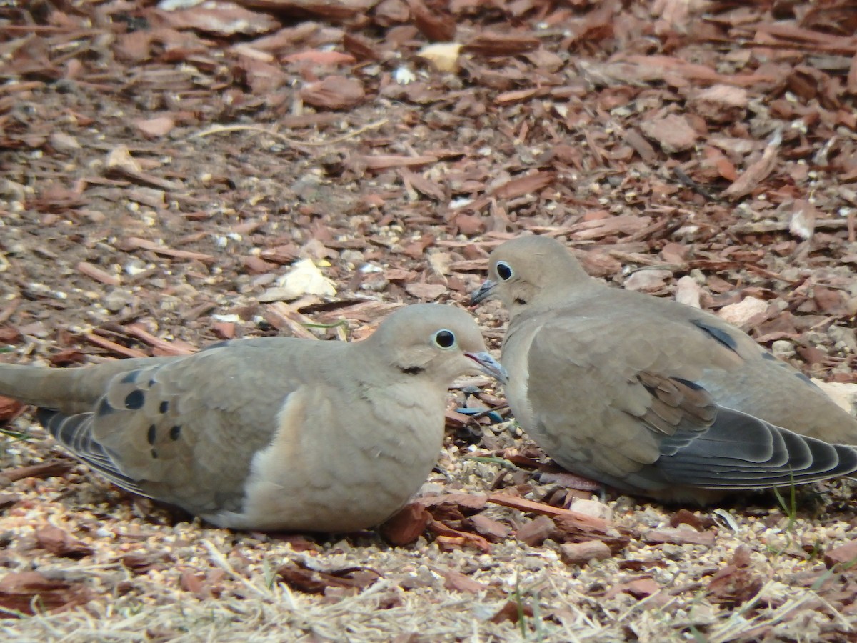 Mourning Dove - Robert Reed