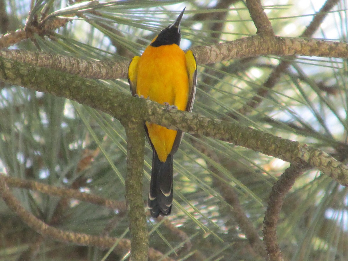 Hooded Oriole (nelsoni Group) - ML47566811