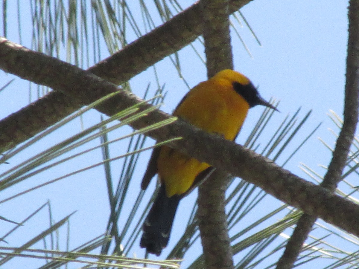 Hooded Oriole (nelsoni Group) - ML47566831