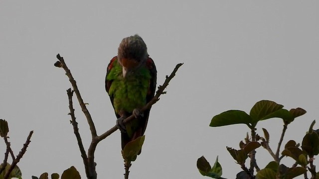 Brown-necked Parrot - ML475669051