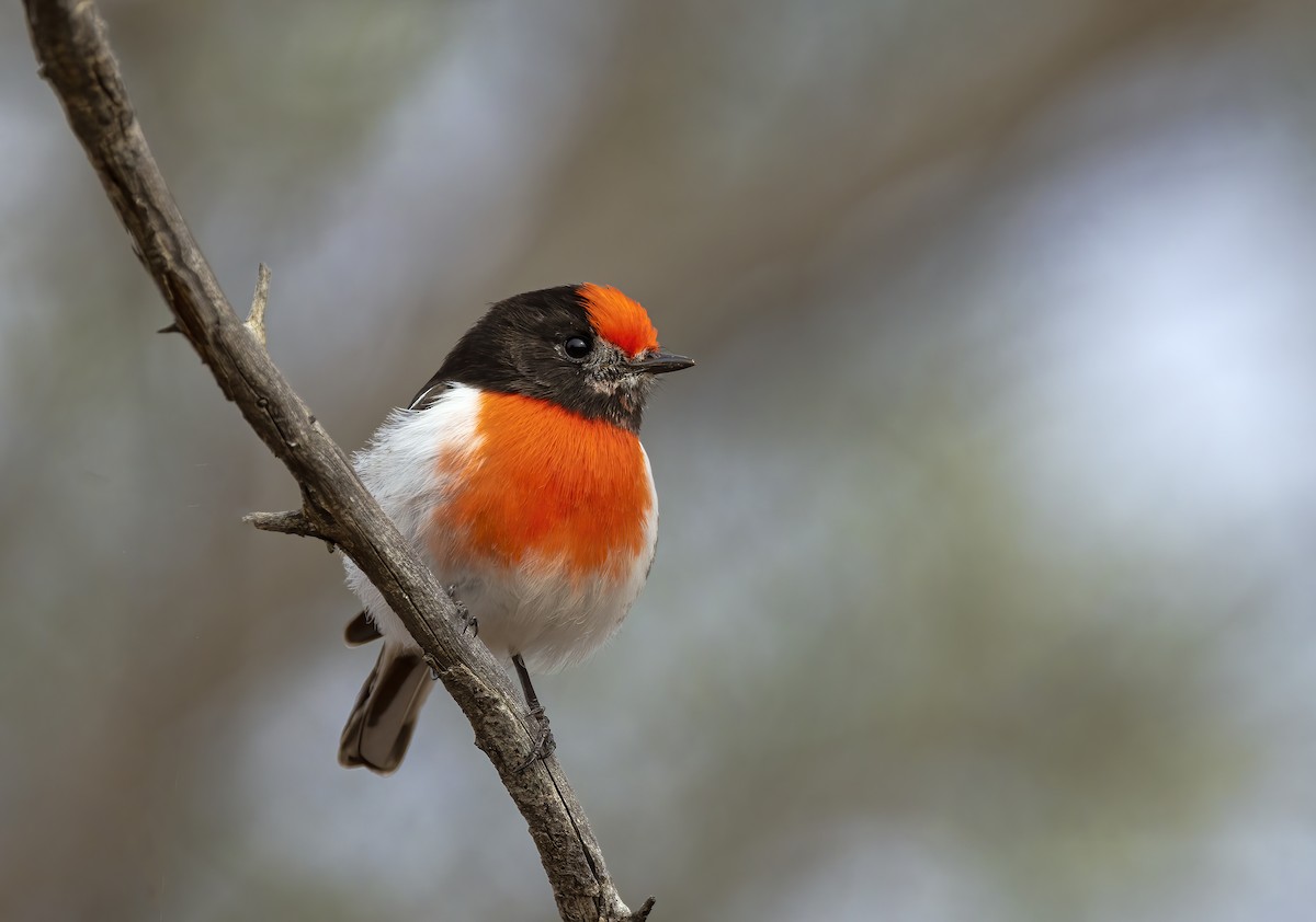 Red-capped Robin - ML475672581