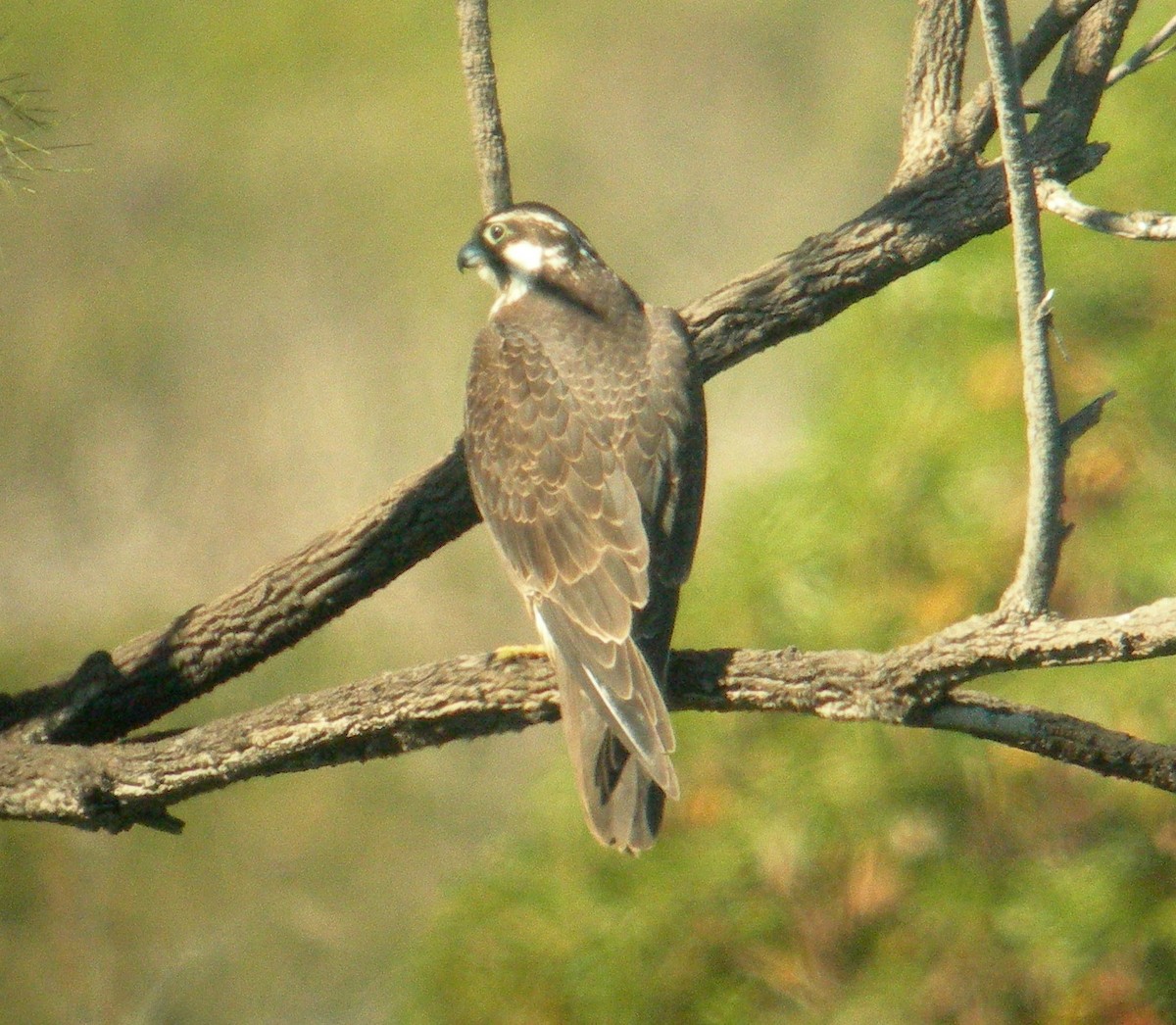 Peregrine Falcon (Tundra) - Oscar Johnson
