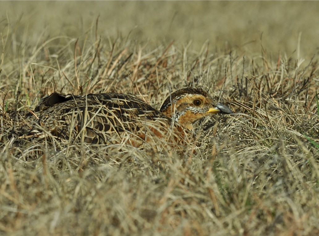 Red-winged Francolin - Simon Mitchell