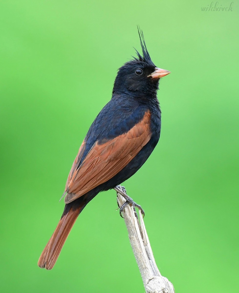 Crested Bunting - ML475683891