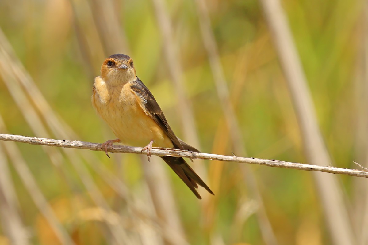 Red-rumped Swallow - ML475684221