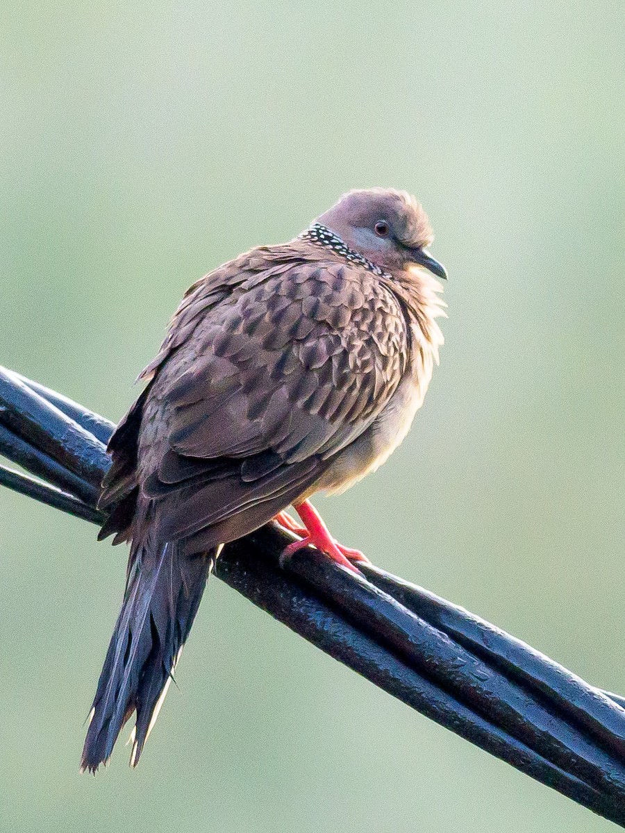 Spotted Dove - Karyne Wee