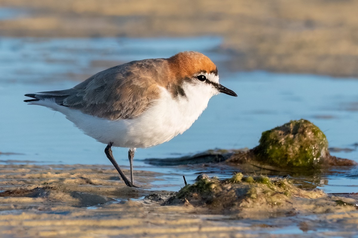 Red-capped Plover - ML475685661
