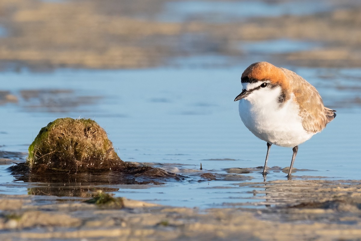 Red-capped Plover - ML475685761