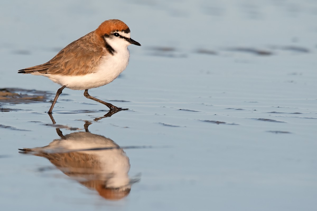 Red-capped Plover - ML475685771