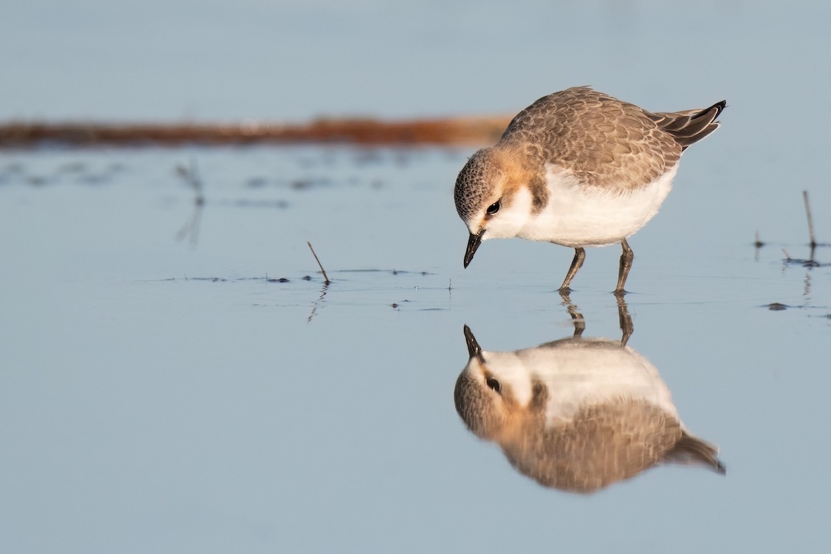 Red-capped Plover - ML475685781
