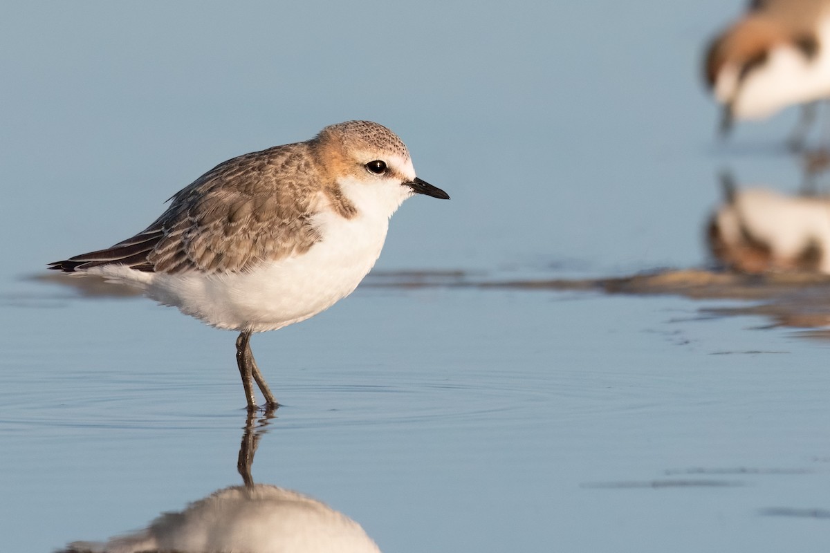 Red-capped Plover - ML475685821