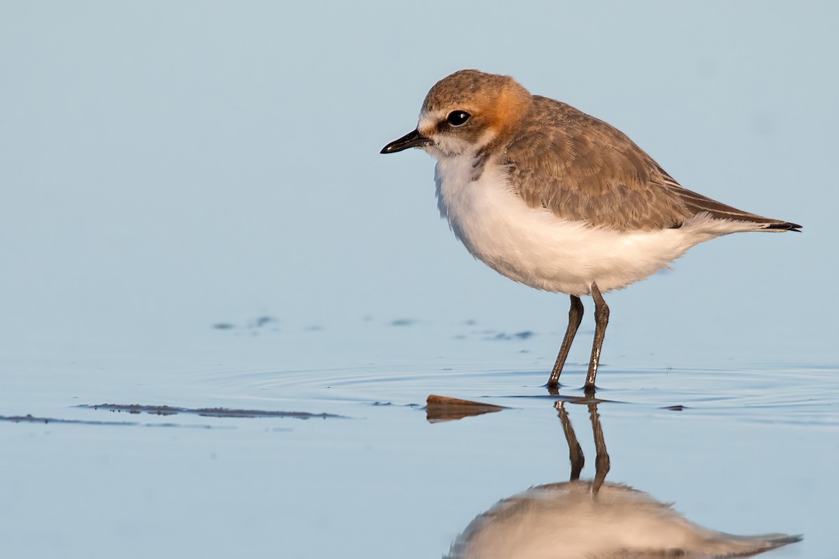 Red-capped Plover - ML475685871
