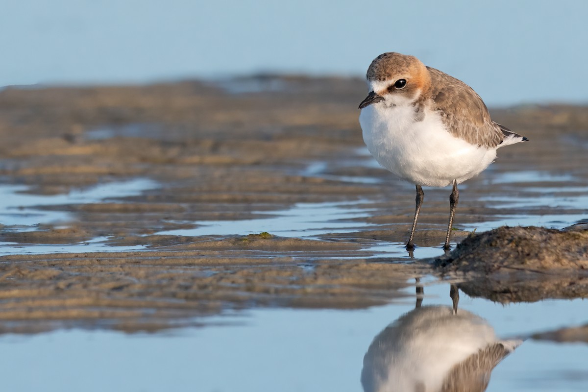 Red-capped Plover - ML475685911