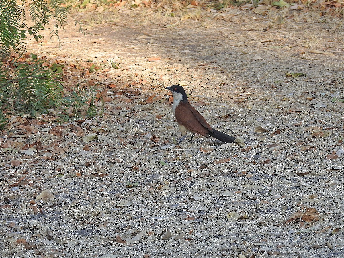 Coppery-tailed Coucal - ML475687521