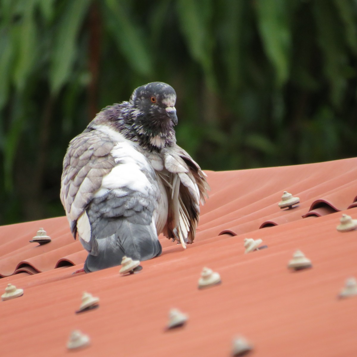 Rock Pigeon (Feral Pigeon) - ML475689501