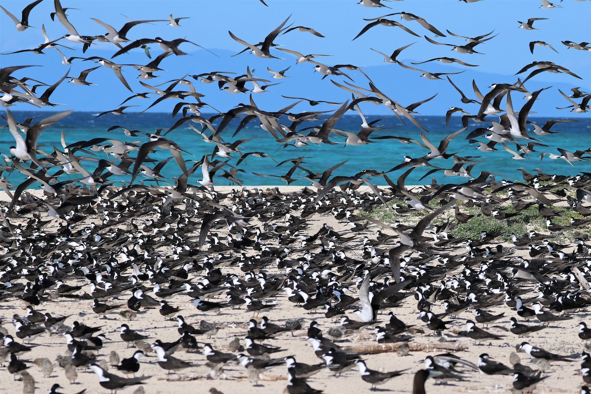 Sooty Tern - Mark and Angela McCaffrey