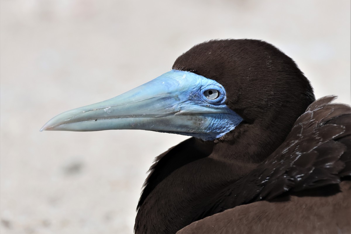 Brown Booby - ML475692471