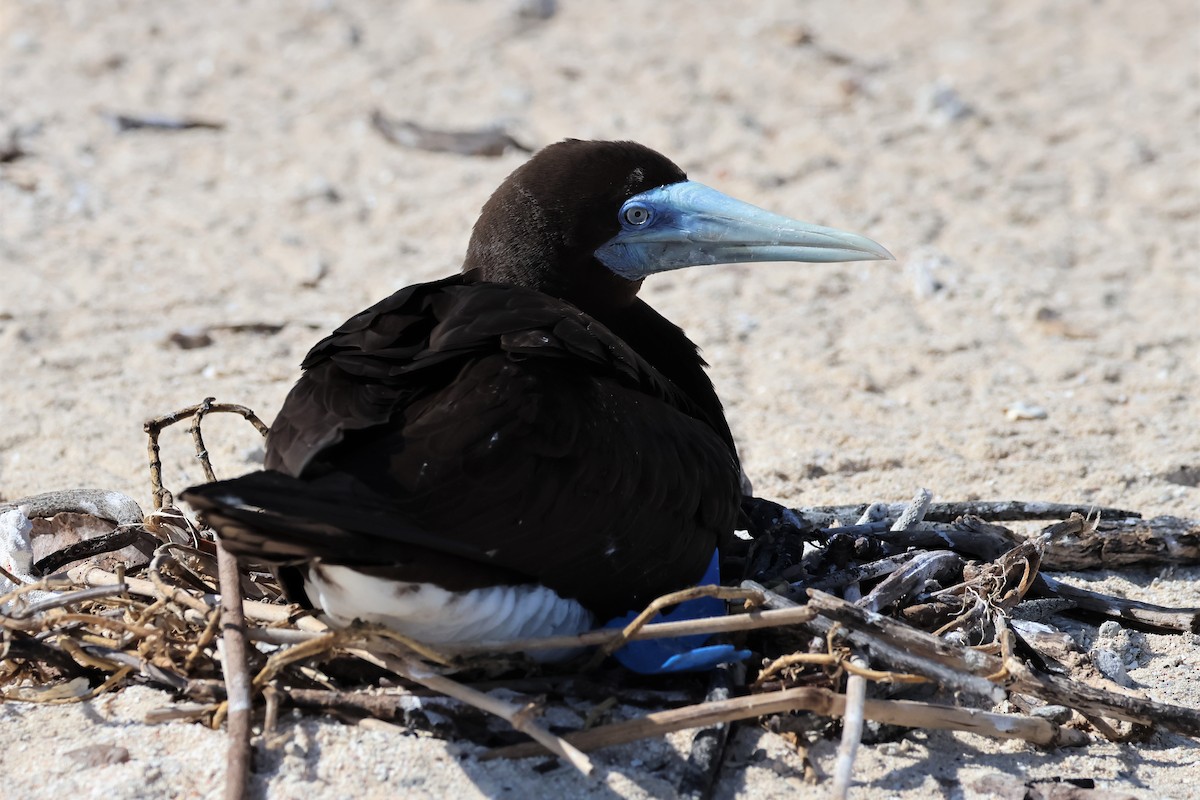 Brown Booby - ML475692711