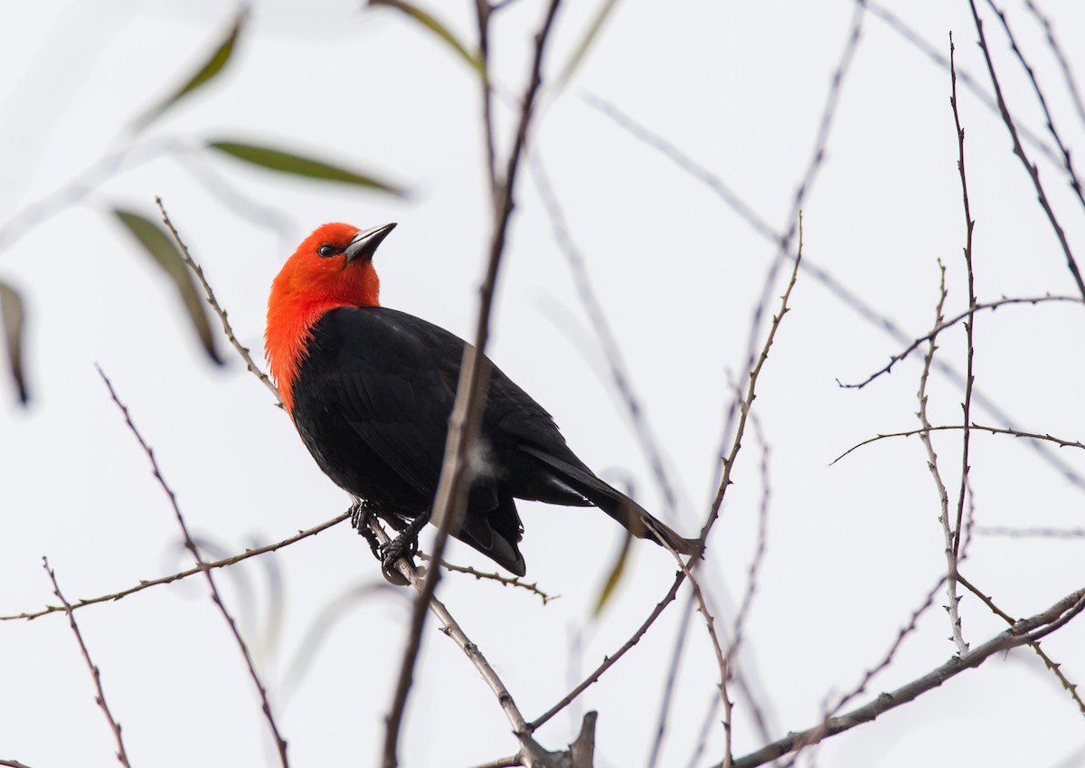Scarlet-headed Blackbird - ML47570461