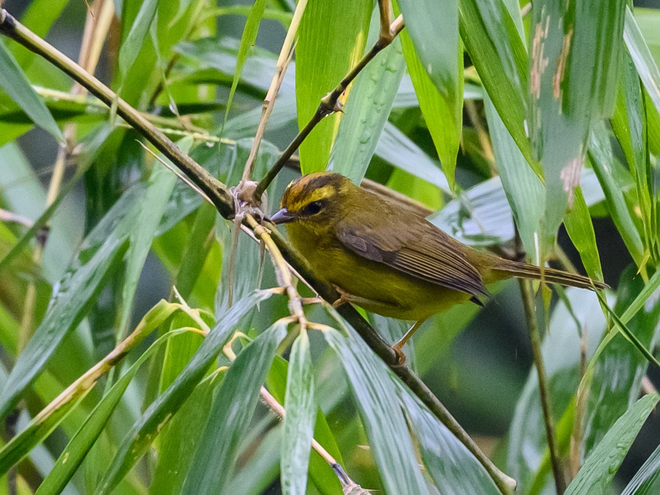 Cuzco Warbler - Lisa & Li Li