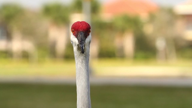 Sandhill Crane - ML475708