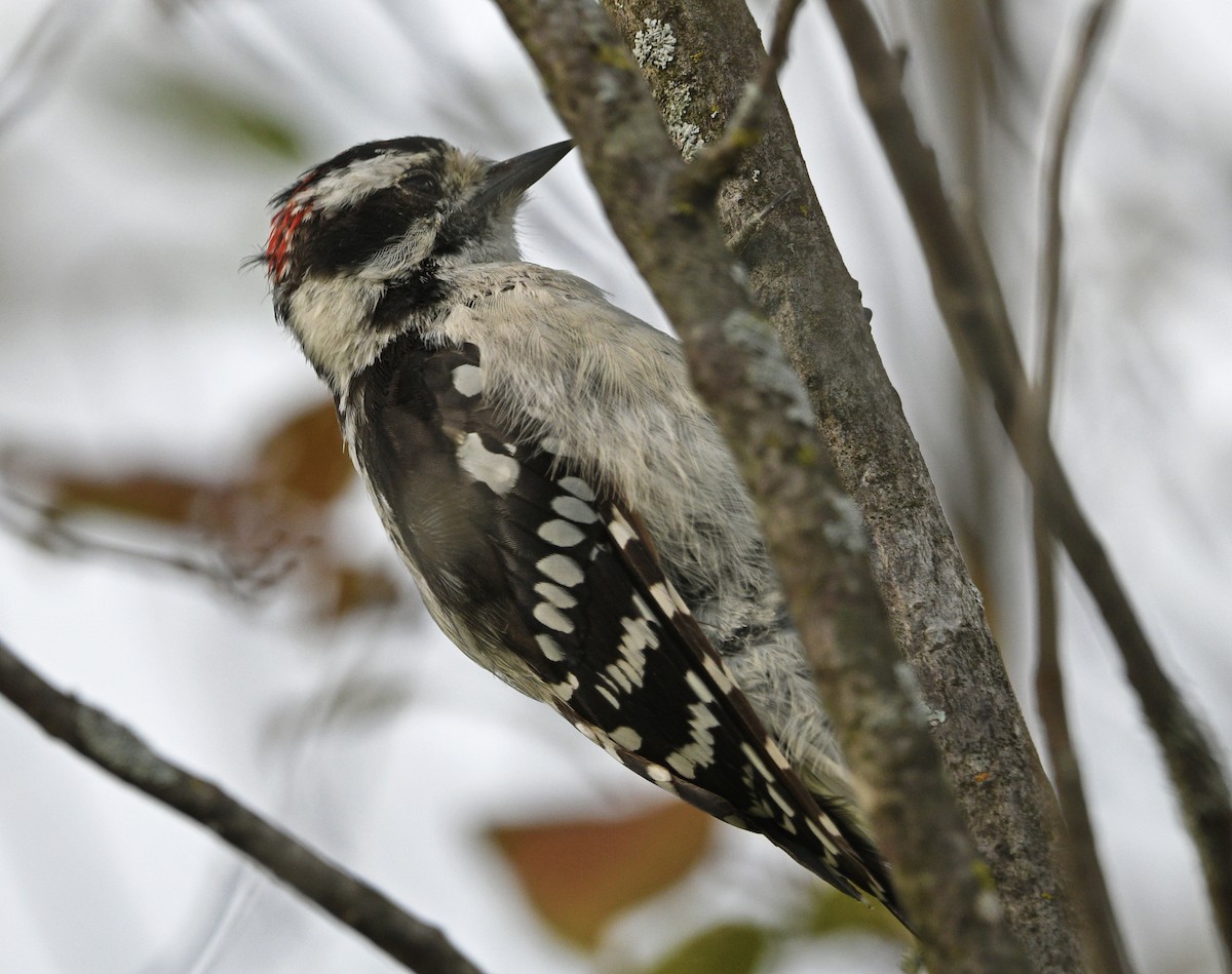 Downy Woodpecker - ML475711111