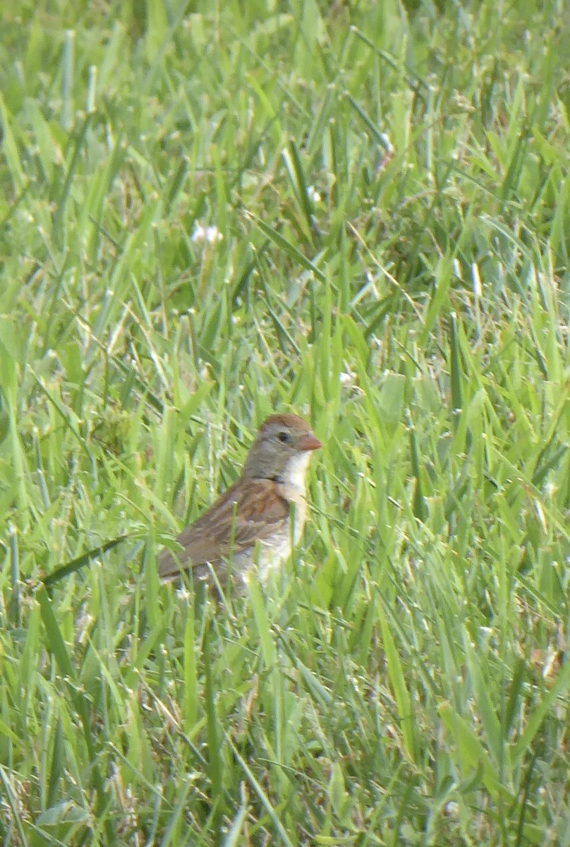 Field Sparrow - ML475712771