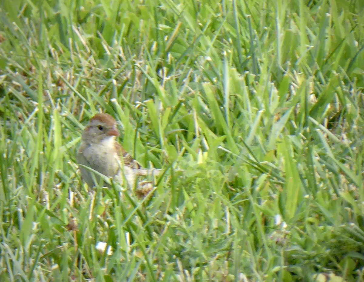 Field Sparrow - Catherine Best