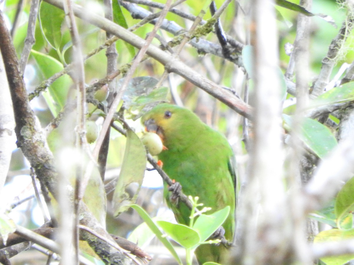 Spot-winged Parrotlet - Agustin Carrasco