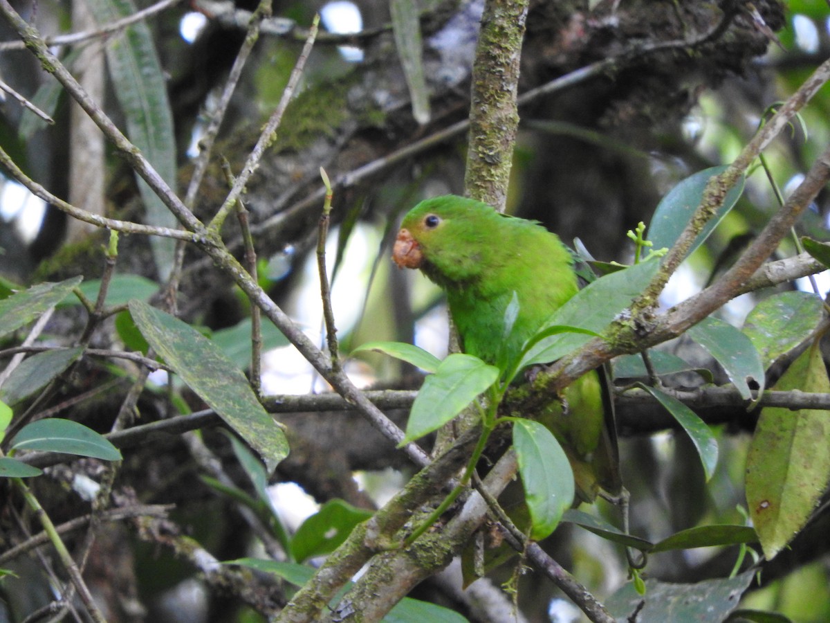 Spot-winged Parrotlet - Agustin Carrasco