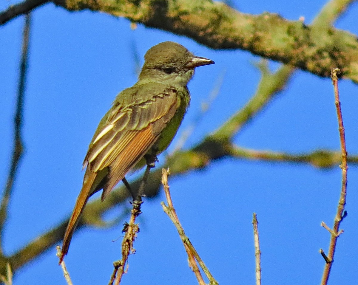 Great Crested Flycatcher - ML475725471