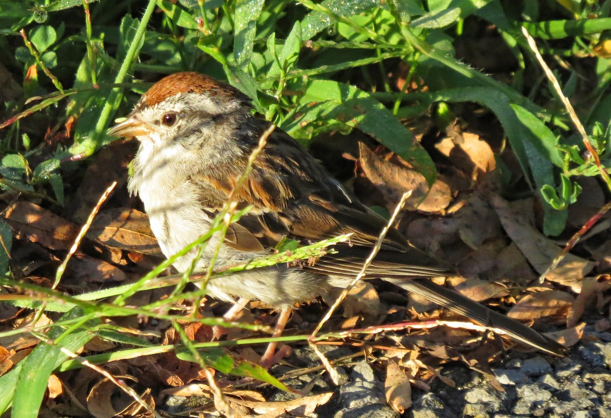 Chipping Sparrow - ML475725481