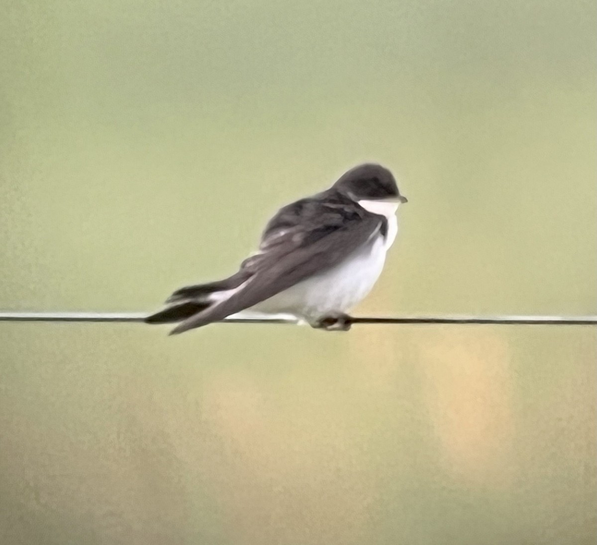Tree Swallow - Tim Rodenkirk