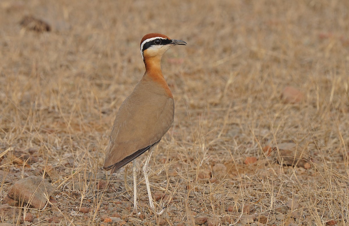 Indian Courser - Tim Avery