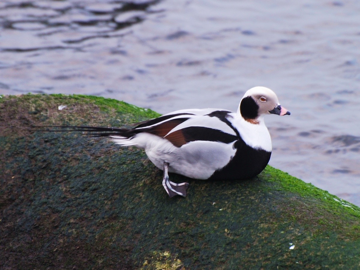 Long-tailed Duck - ML47573471