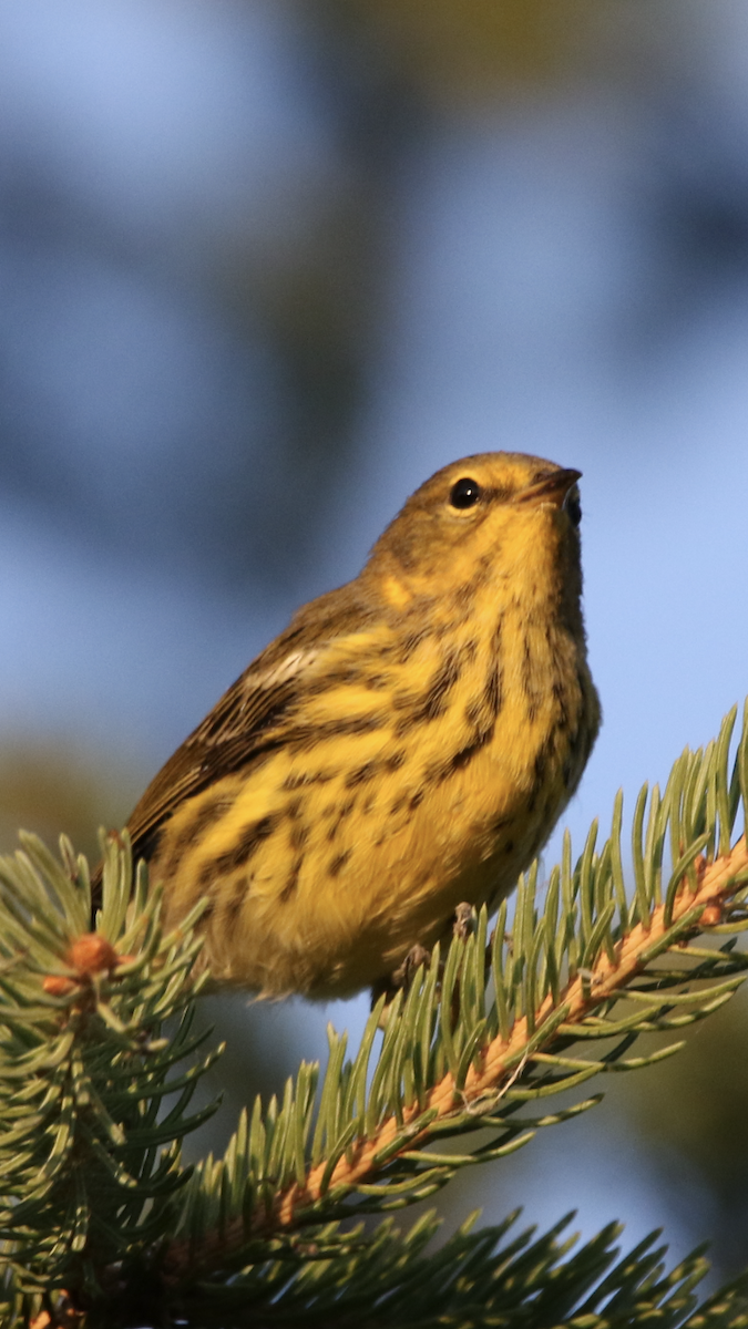 Cape May Warbler - ML475736241