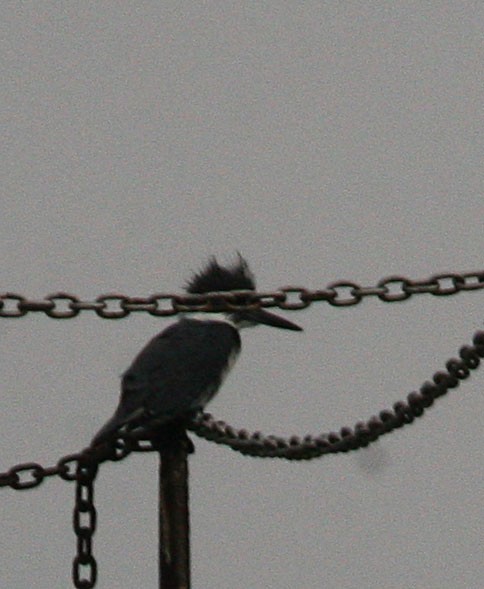 Belted Kingfisher - ML47573951