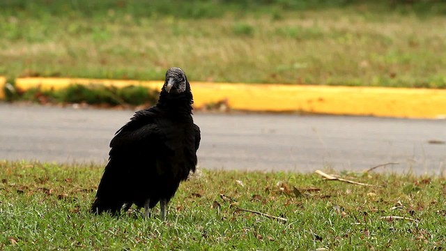 Black Vulture - ML475741
