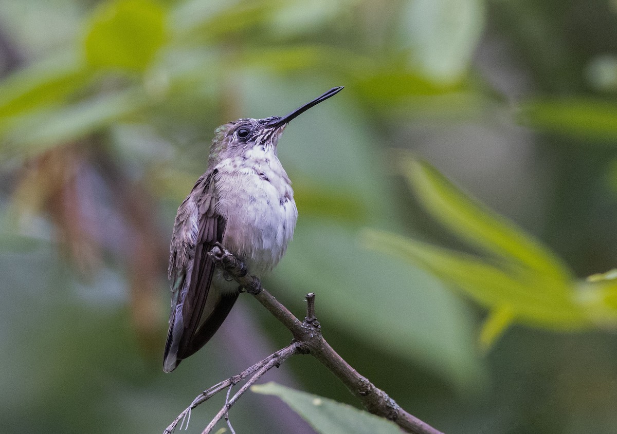 Ruby-throated Hummingbird - ML475743811