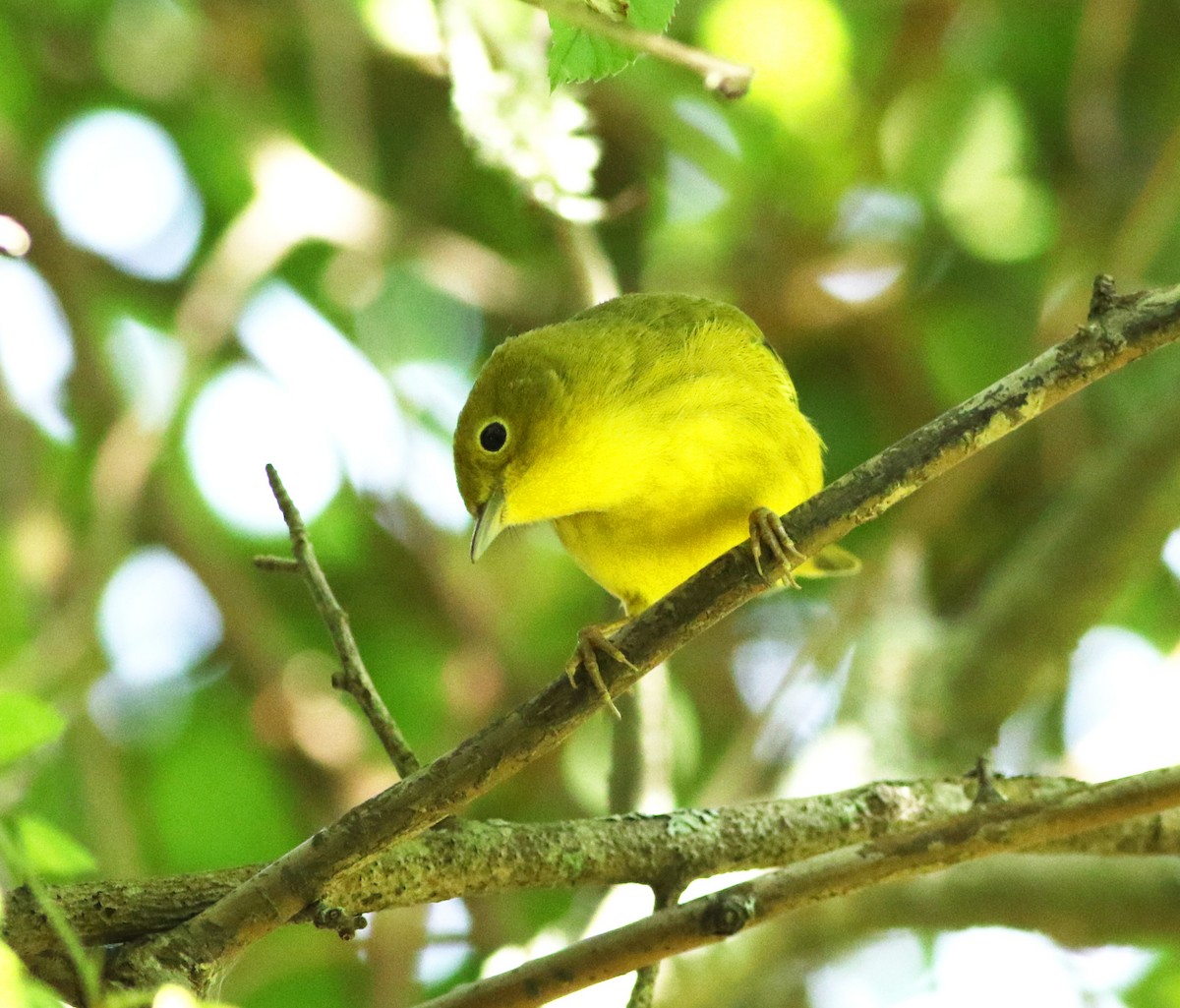 Yellow Warbler (Northern) - Logan Lalonde