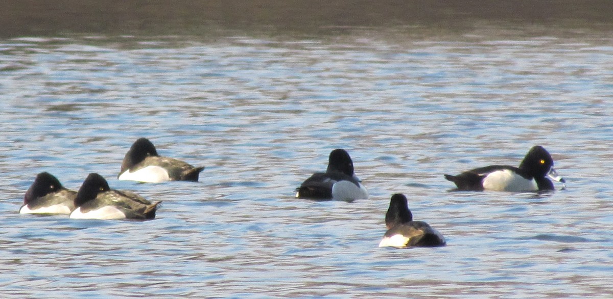 Ring-necked Duck - Chuck  Parker