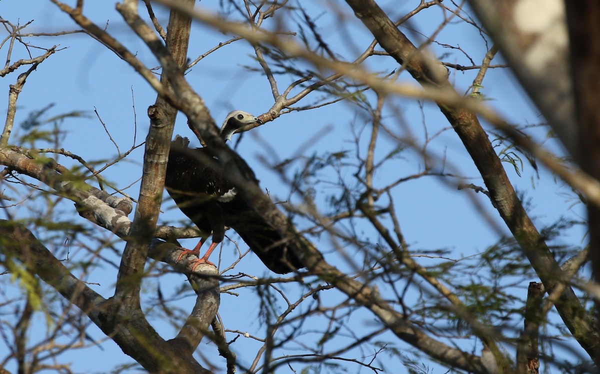 White-throated Piping-Guan - ML475752871