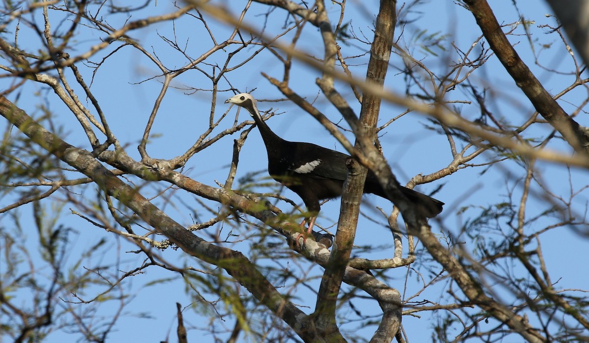 White-throated Piping-Guan - ML475752931