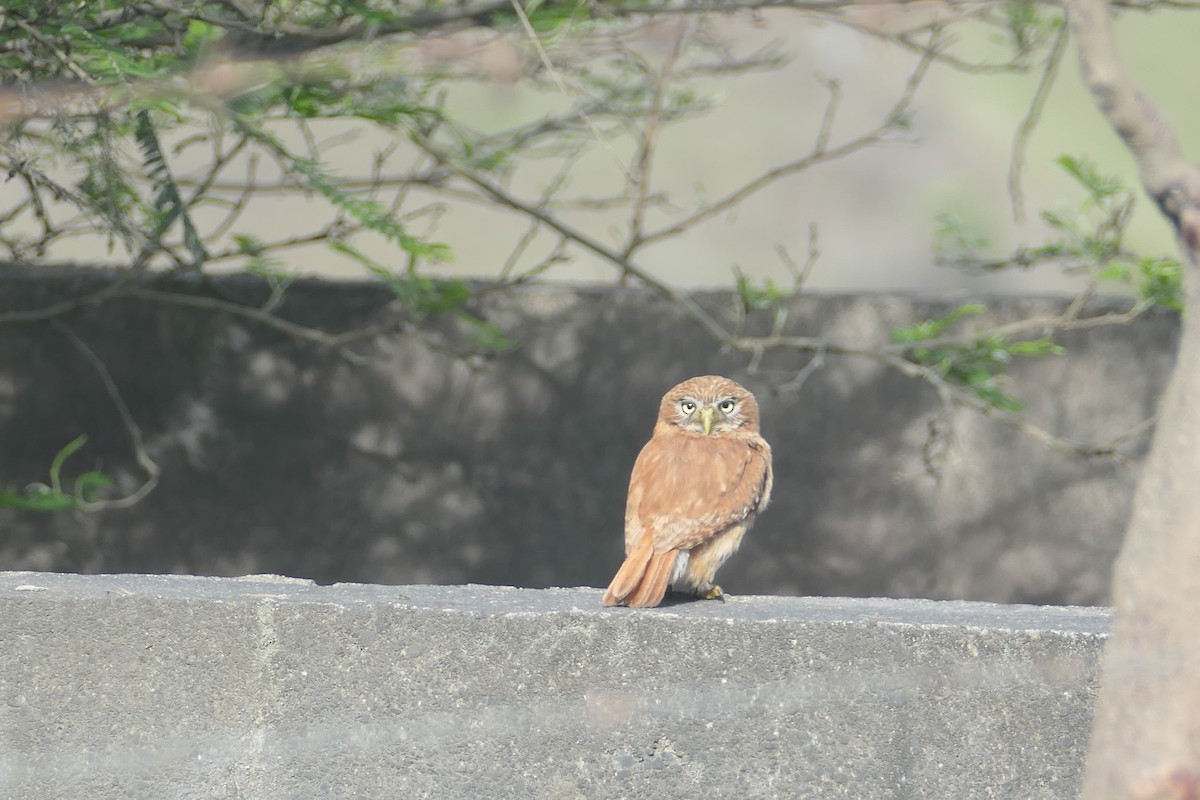 Peruvian Pygmy-Owl - ML475756631