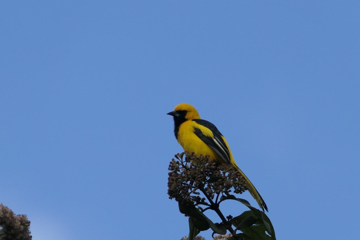 Yellow-tailed Oriole - ML475756991