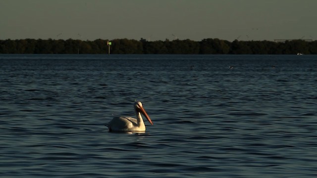 pelikán severoamerický - ML475760