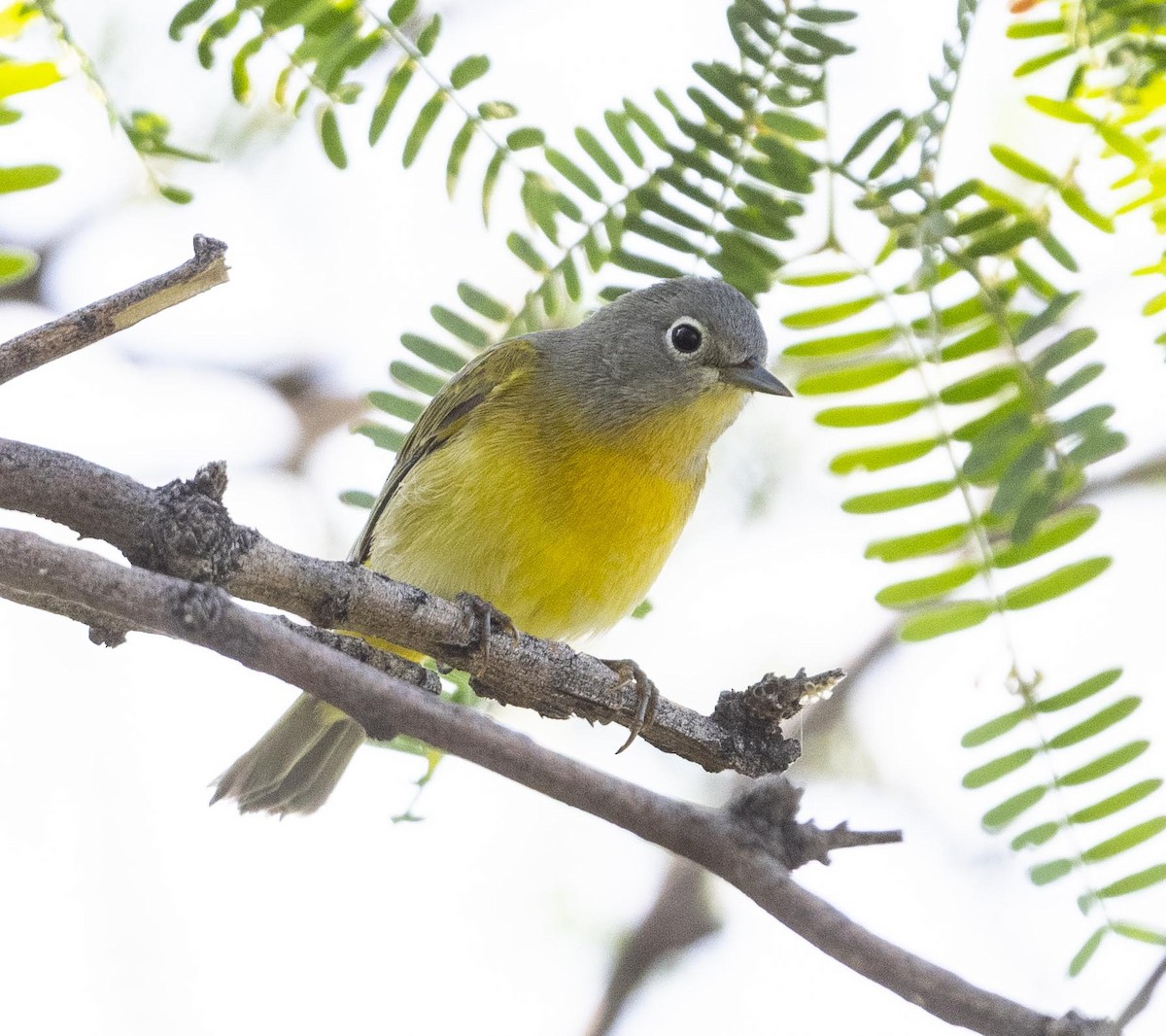 eBird Checklist - 16 Aug 2022 - Florida Wash--Corral at Jct FR488&62A ...