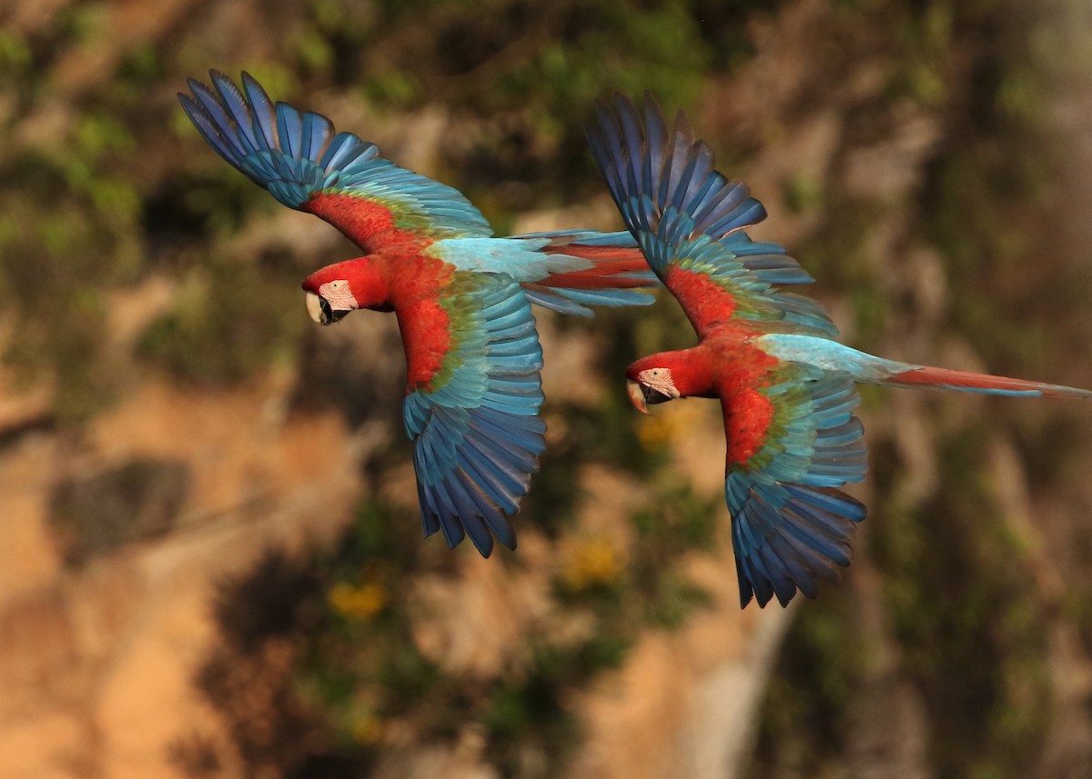 Red-and-green Macaw - Dean LaTray