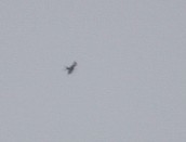 Swallow-tailed Kite - ML475762541